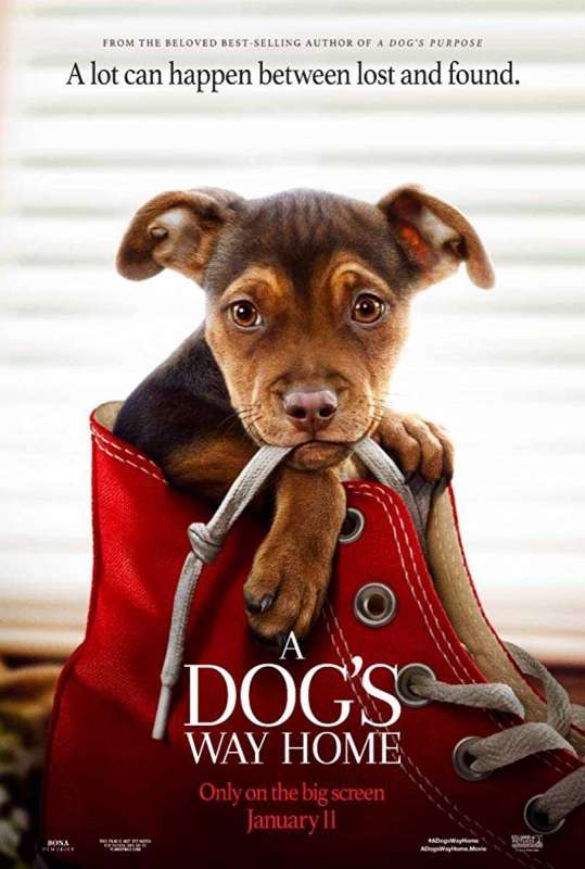 فيلم A Dog’s Way Home 2019 مترجم